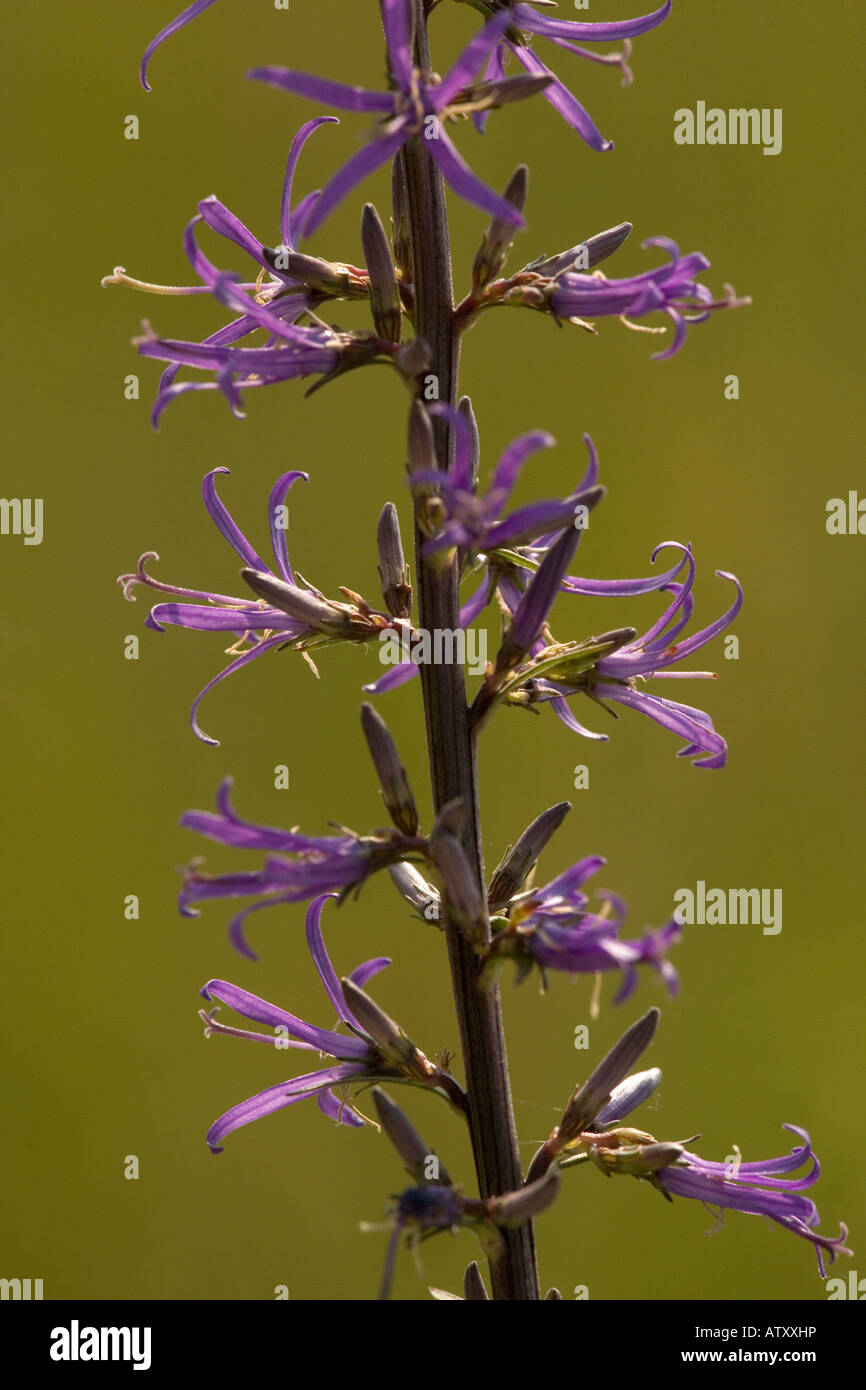 Asyneuma canescens, related to bellflowers Romania Stock Photo