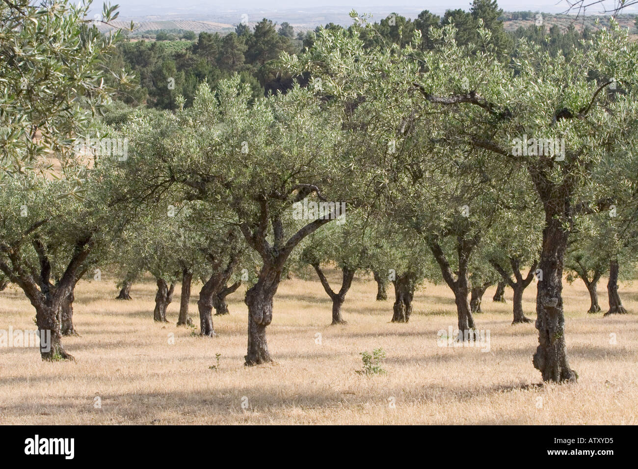 Olive Orchard Portugal Stock Photo