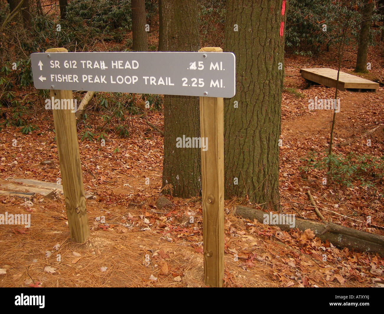 AJD59759, Fisher Peak Loop Trail, Blue Ridge Parkway, Galax, Virginia, VA Stock Photo