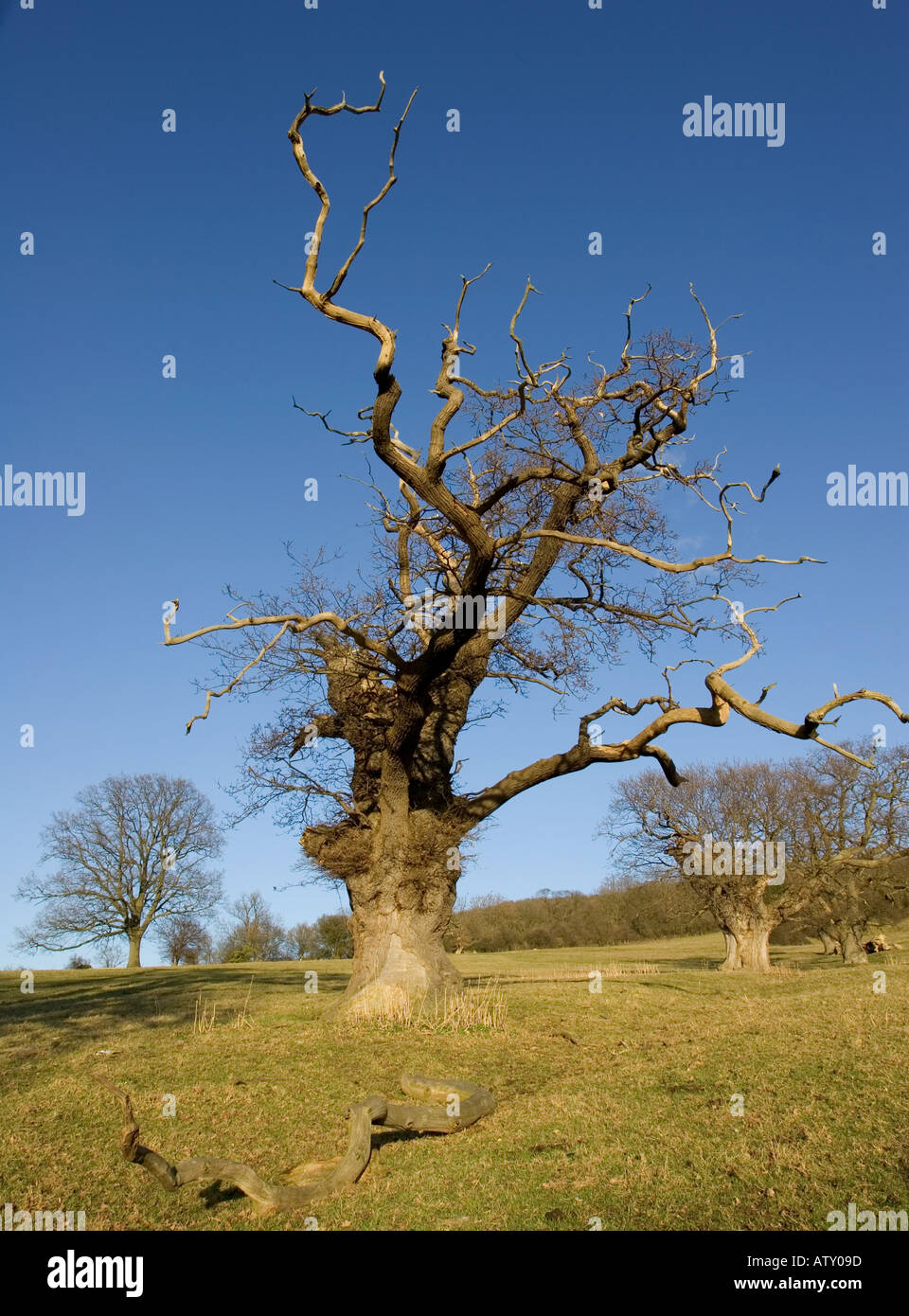 Old oak tree in sloping field Cotswold Escarpment below Cleeve Hill ...