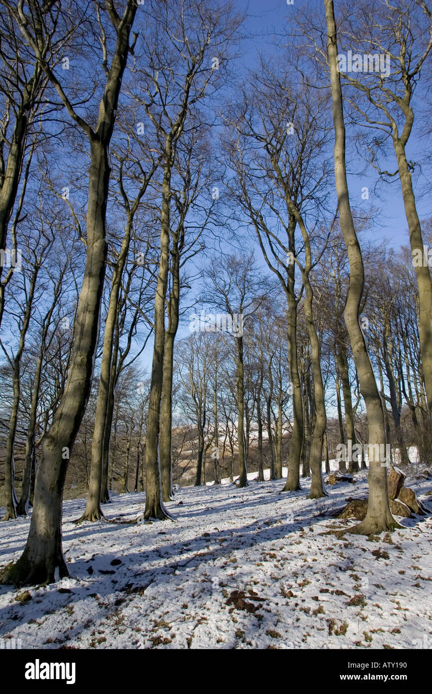 Beech tree coppice after light snow fall Cotswold Escarpment below ...