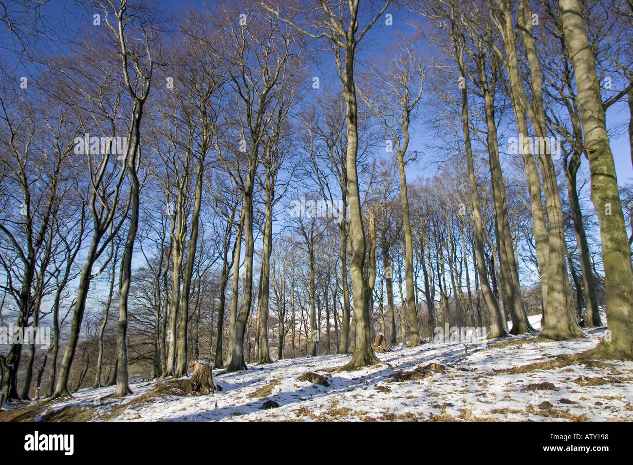 Beech tree coppice after light snow fall Cotswold Escarpment below ...