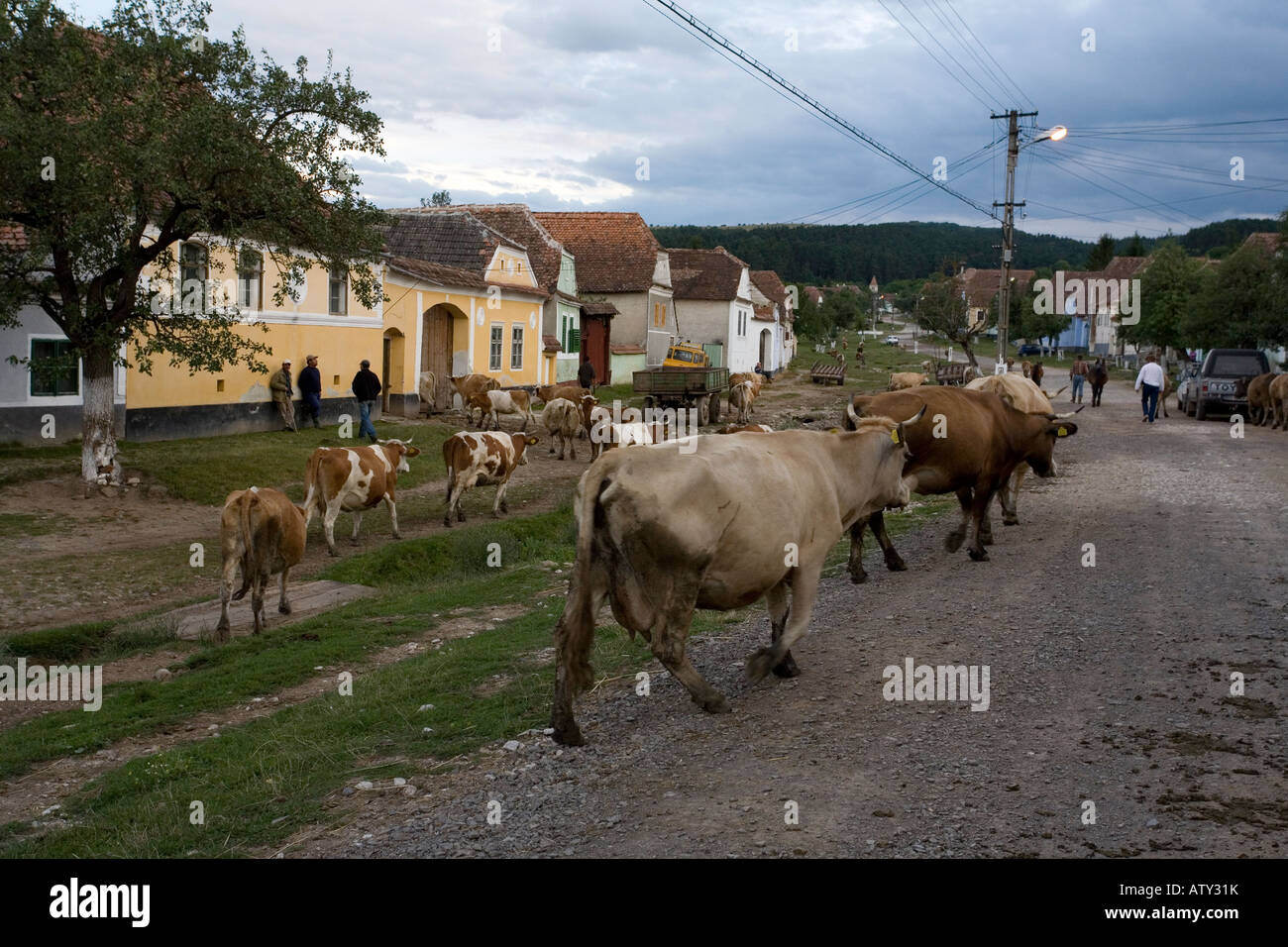 Europe cow old romanian traditonal hi-res stock photography and images -  Alamy