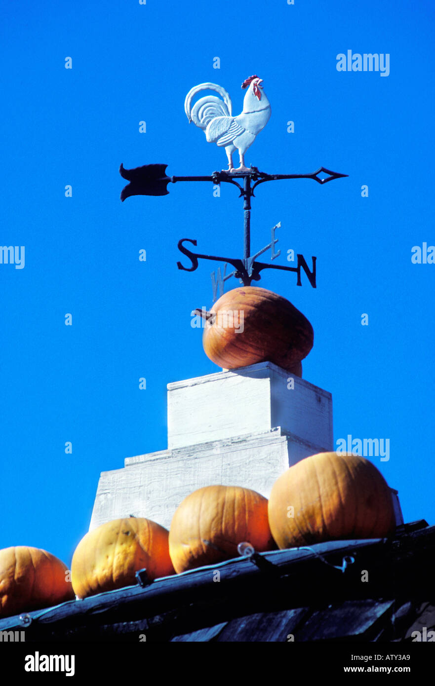 Rooster weathervane with pumpkins Stock Photo