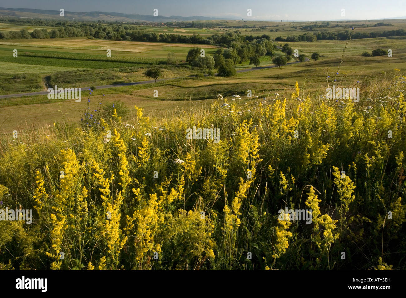 Ladies Bedstraw, Galium verum, on grassland slope Transylvania Romania Stock Photo