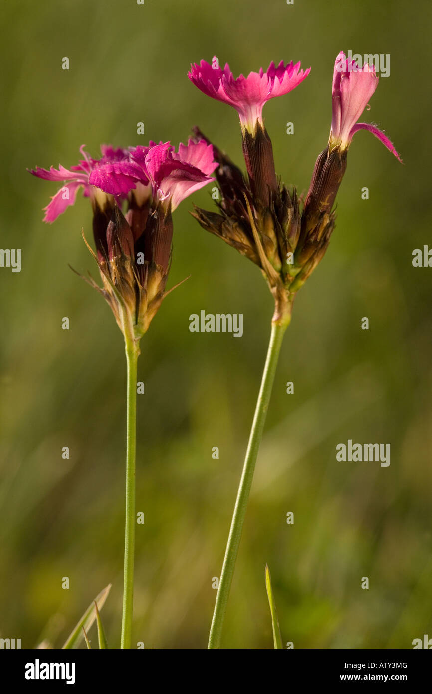 Carthusian Pink, Dianthus carthusianorum, in flower Stock Photo