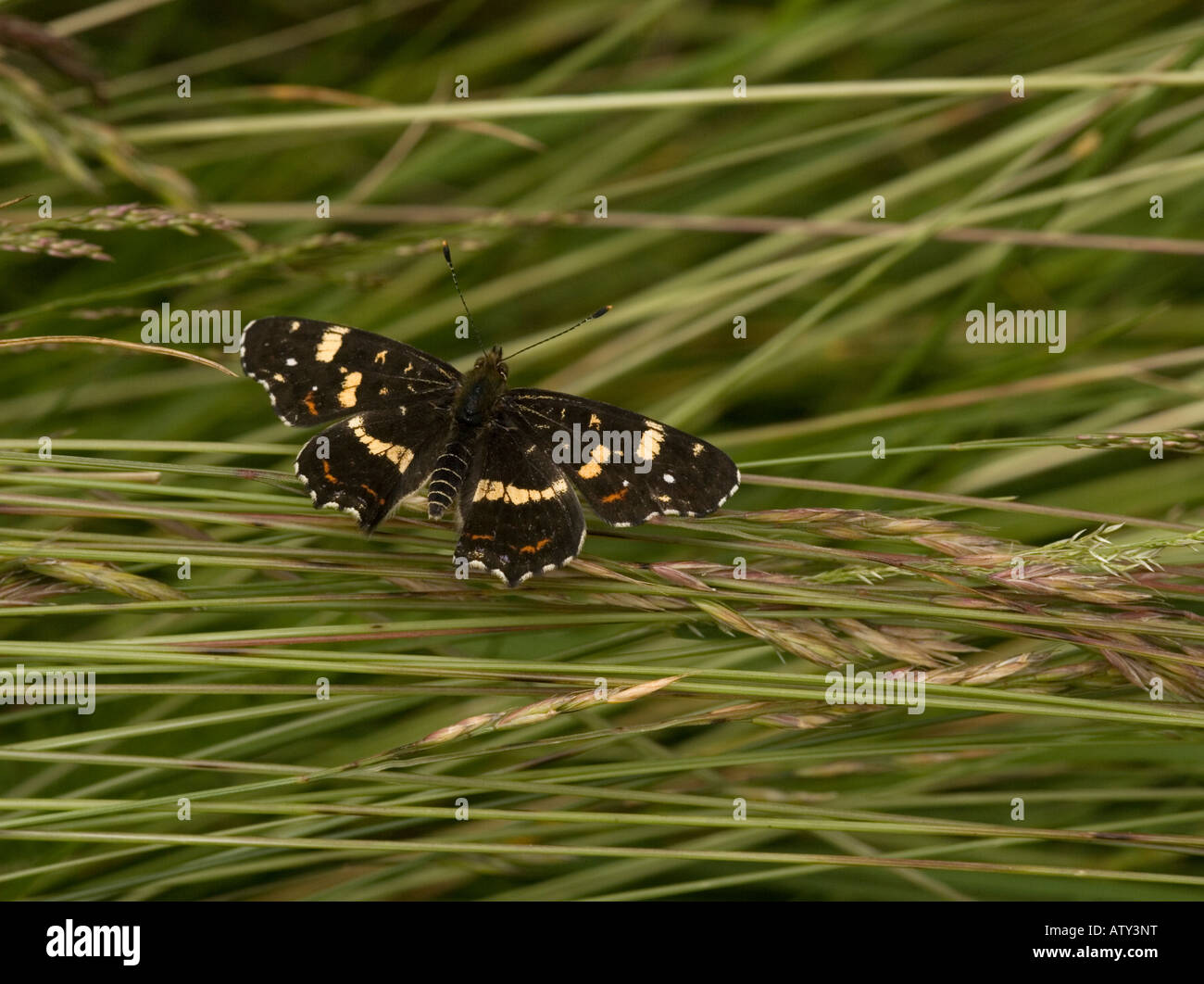Map Butterfly, summer generation, Araschnia levana, Romania Stock Photo