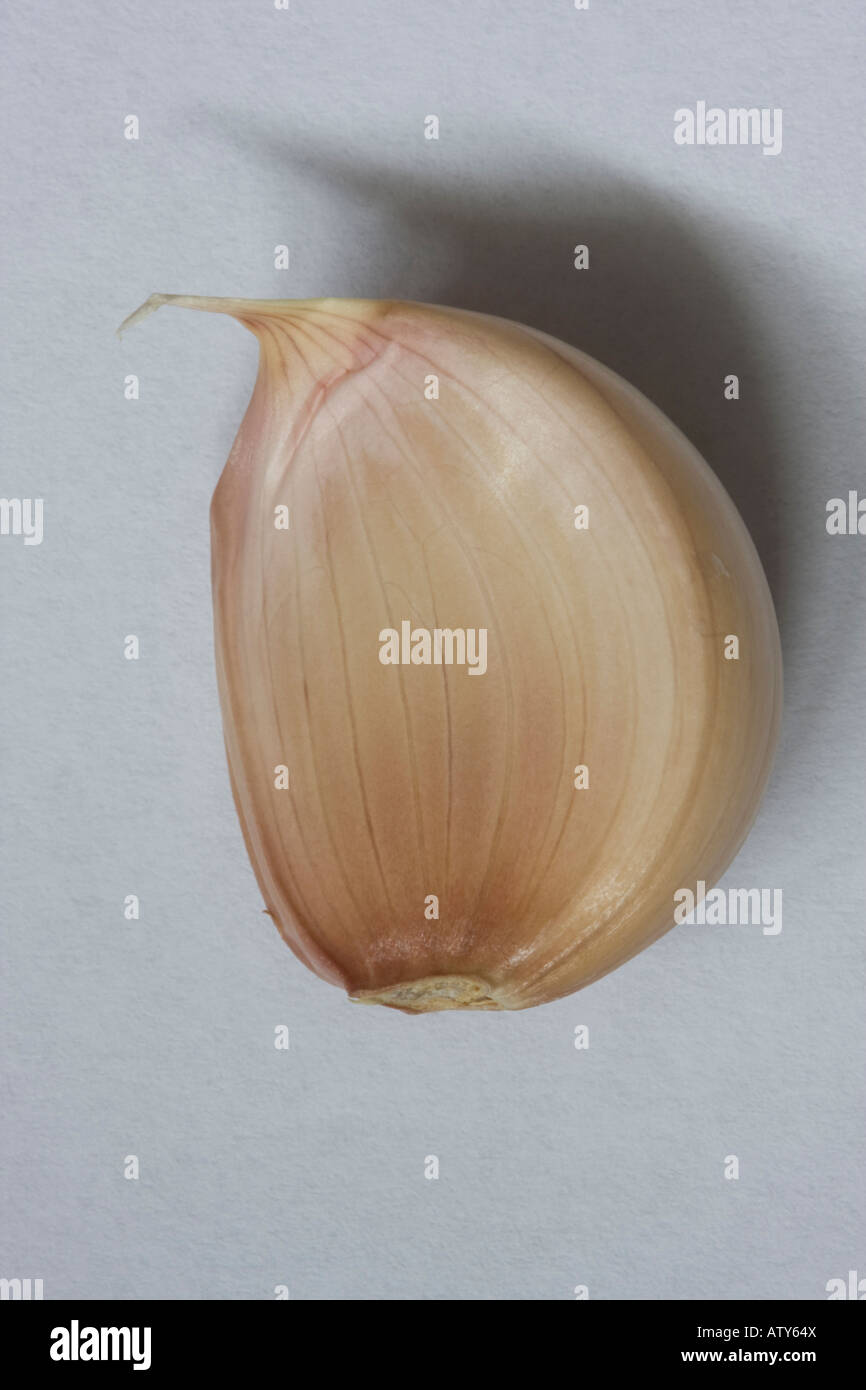 closeup of a garlic clove on a white background Stock Photo - Alamy