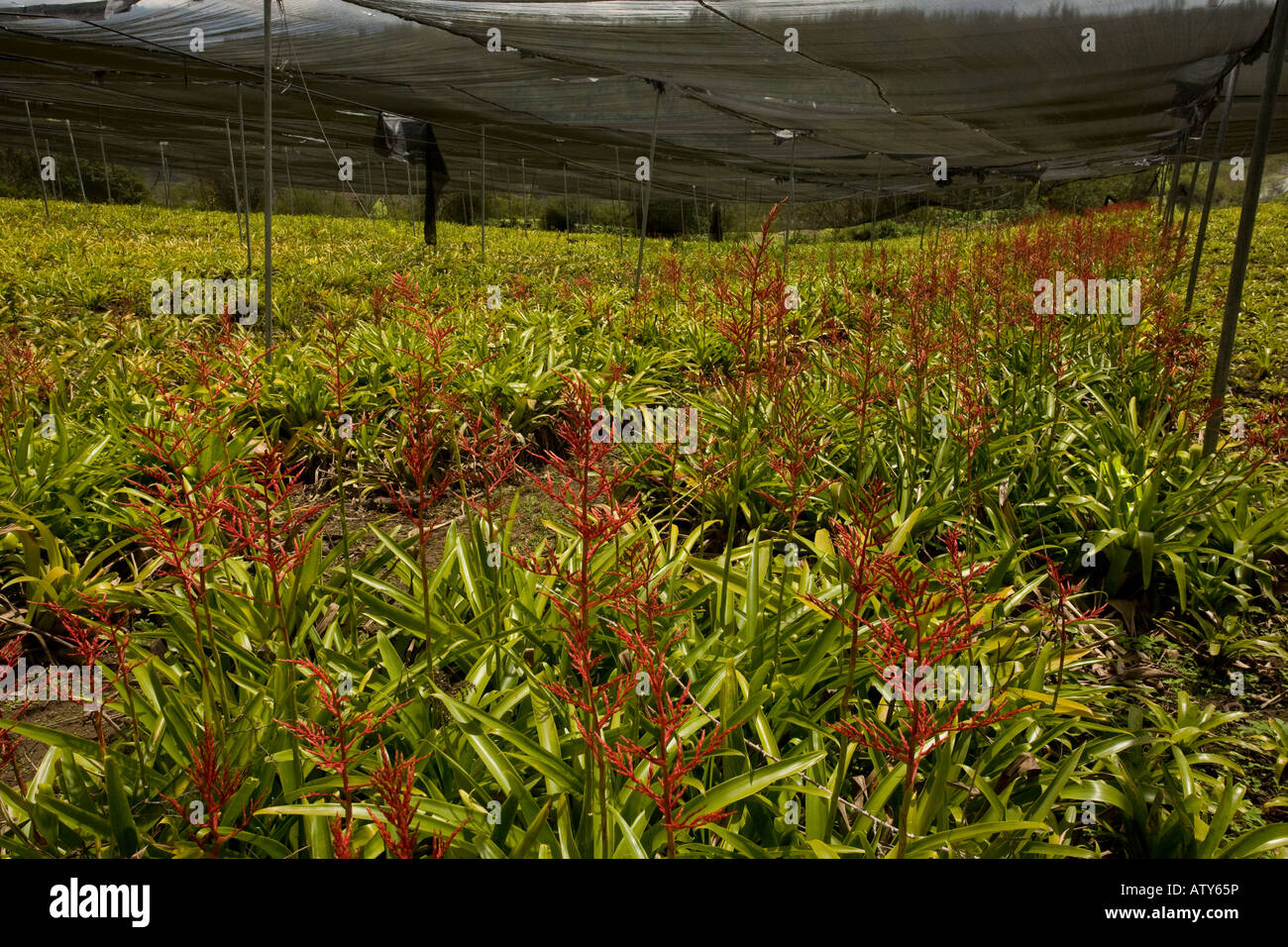 Tillandsia species hi-res stock photography and images - Alamy