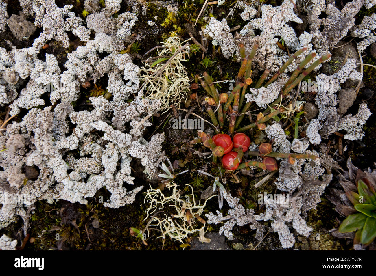 A joint pine Ephedra americana in fruit dwarfed amongst lichens at high altitude on Cotopaxi Ecuador Stock Photo