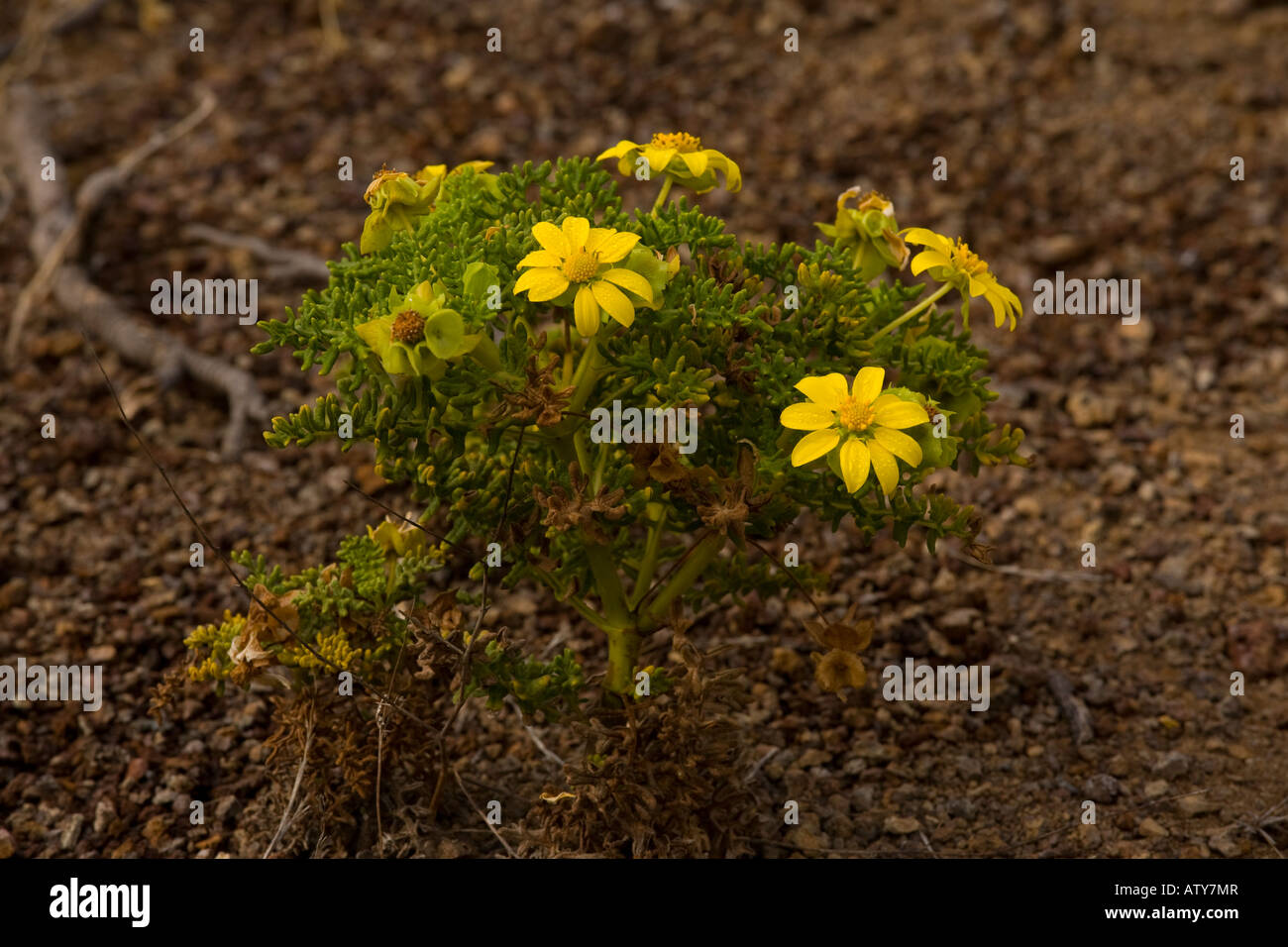 A yellow daisy bush, Lecocarpus pinnatifidus, endemic and rare Floreana Galapagos Stock Photo