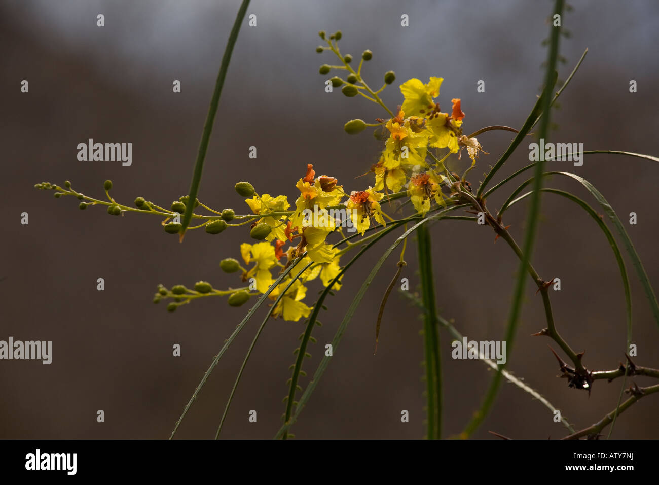 Parkinsonia, Parkinsonia aculeata in flower Galapagos; yellow. Stock Photo