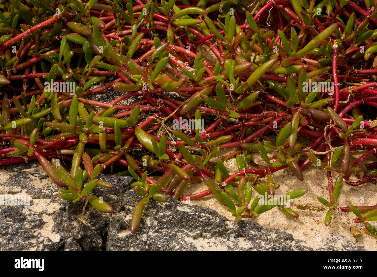 Galapagos carpetweed, Sesuvium edmonstonei, Floreana Galapagos Stock Photo