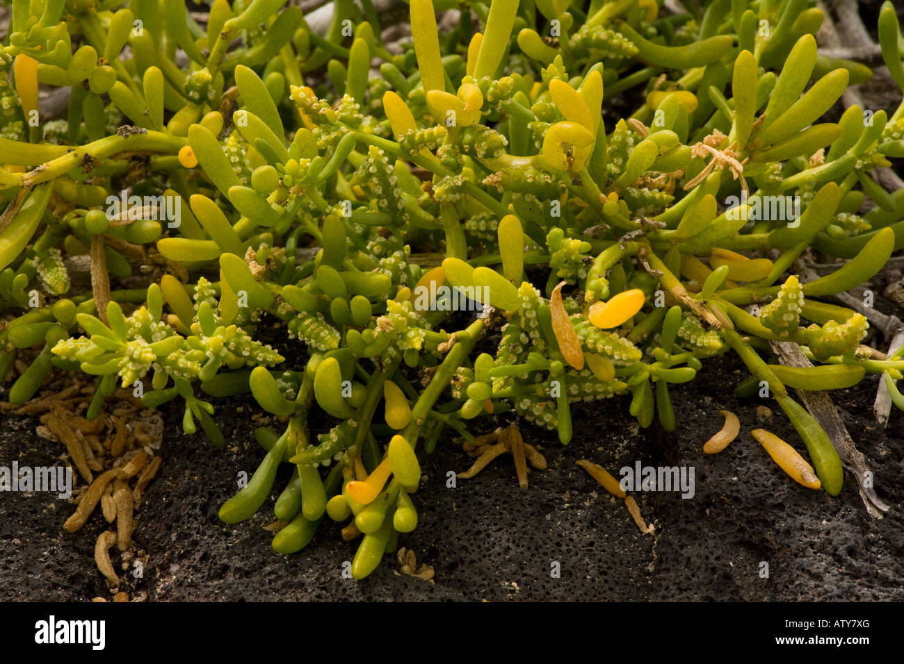 Saltwort, Batis maritima, a widespread tropical seashore plant; Floreana, Galapagos, Stock Photo