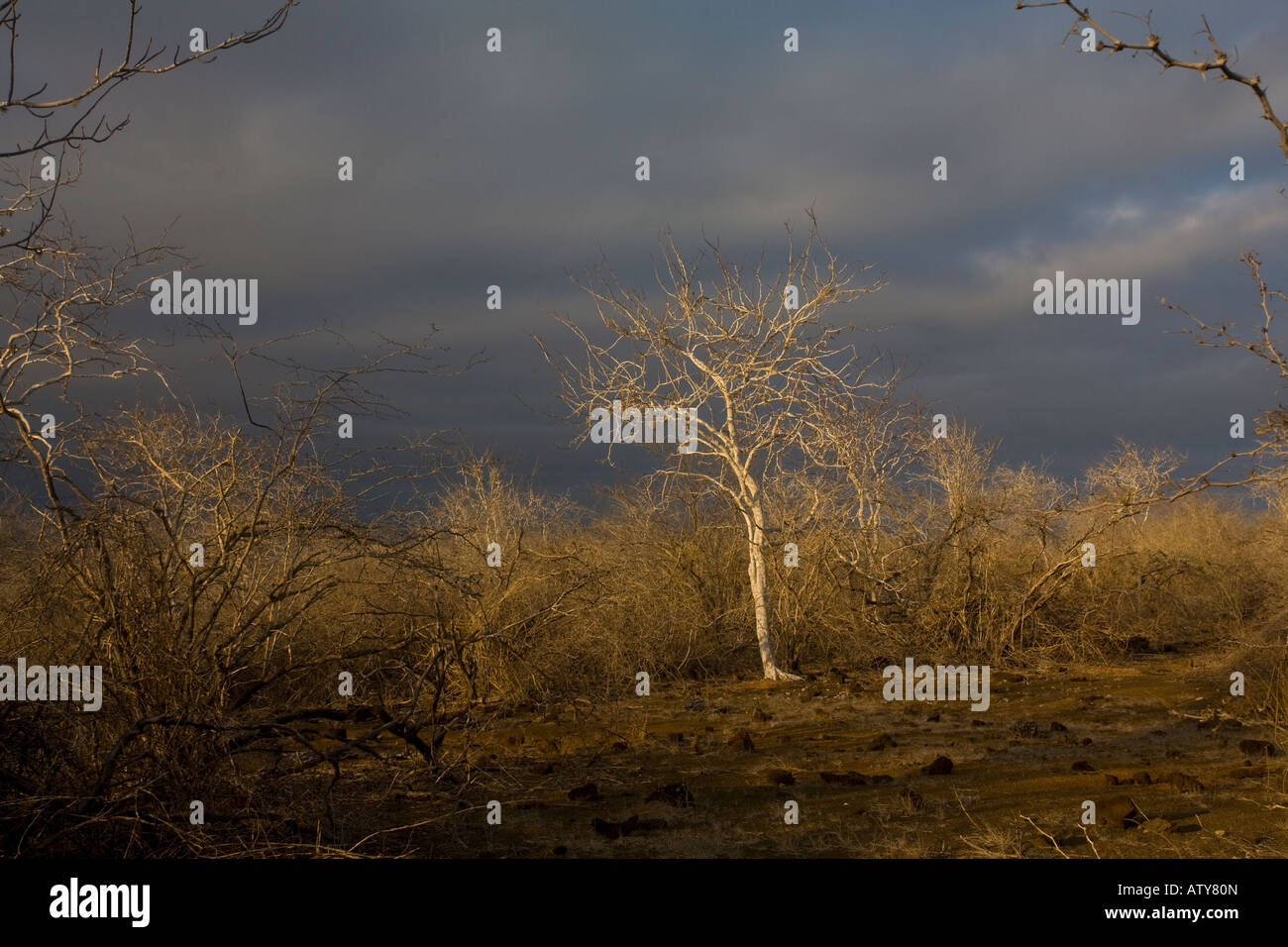 Palo Santo forest Bursera graveolens on Floreana, Galapagos; evening light Stock Photo