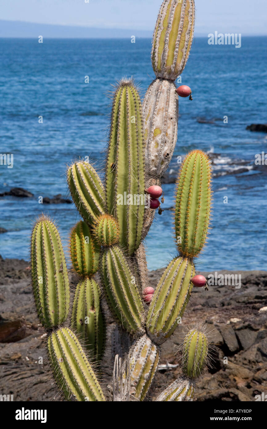 Candelabra cactus, Jasminocereus thouarsii var sclerocarpus, on Isabela Galapagos Stock Photo