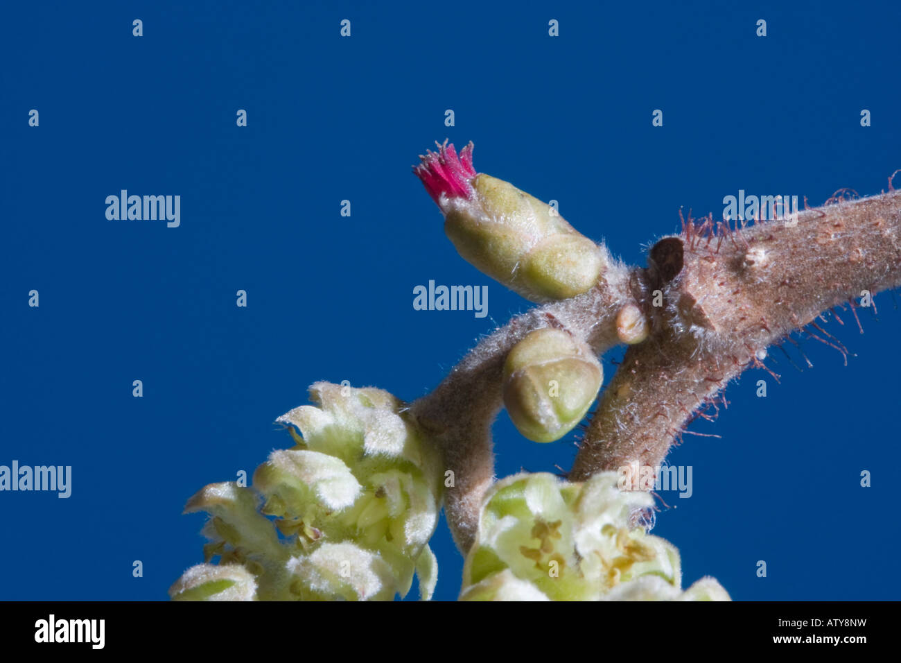 macro image of hazel flower and catkins on a blue background Stock Photo