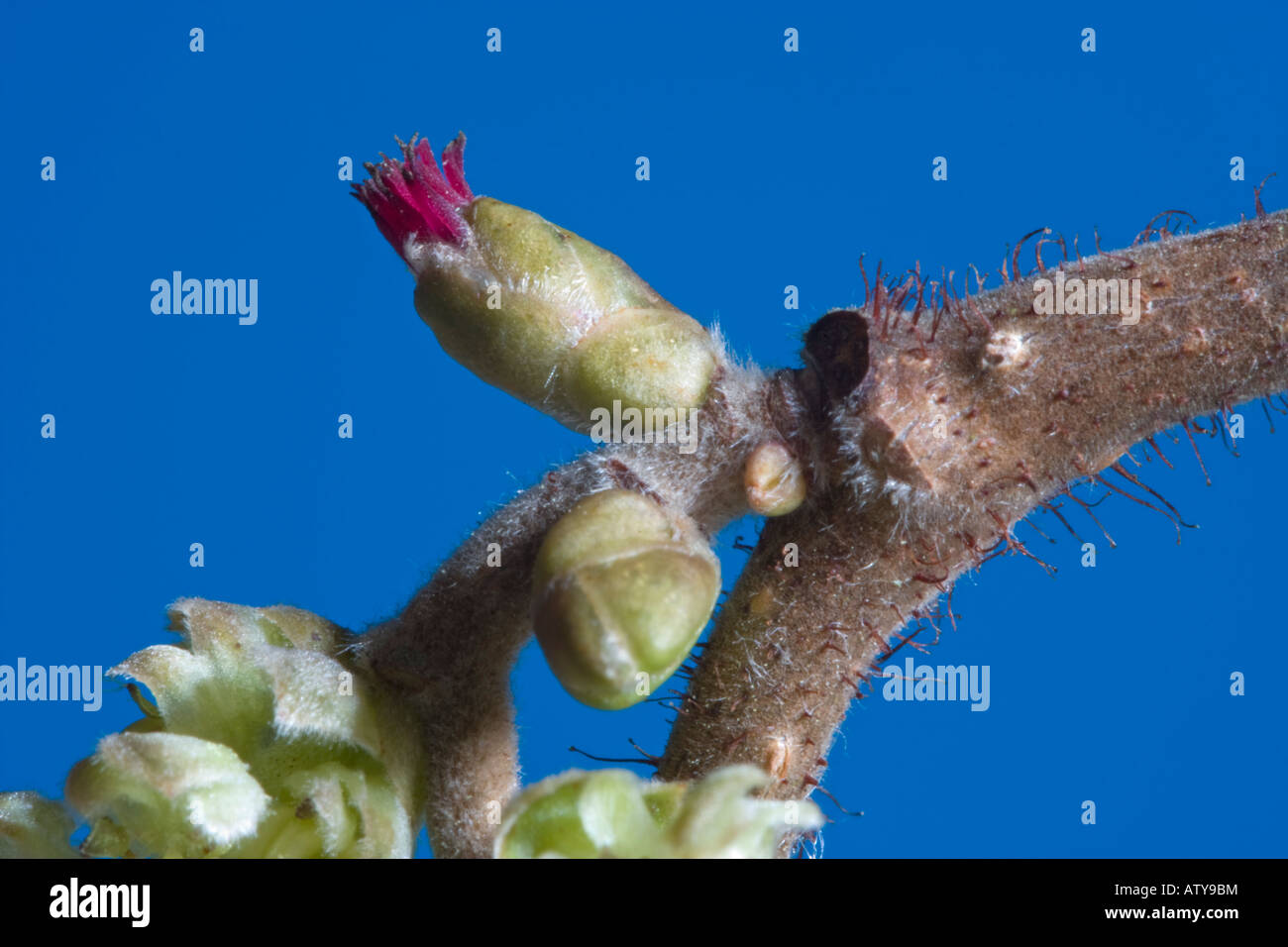 macro image of a hazel flower Stock Photo