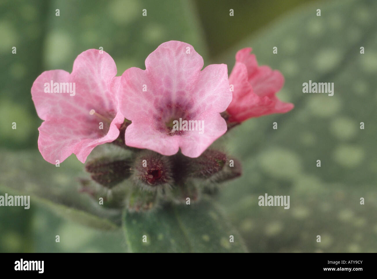 Pulmonaria saccharata 'Dora Bielefeld' (Lungwort) Close up of pink flowers with spotted leaves behind. Stock Photo