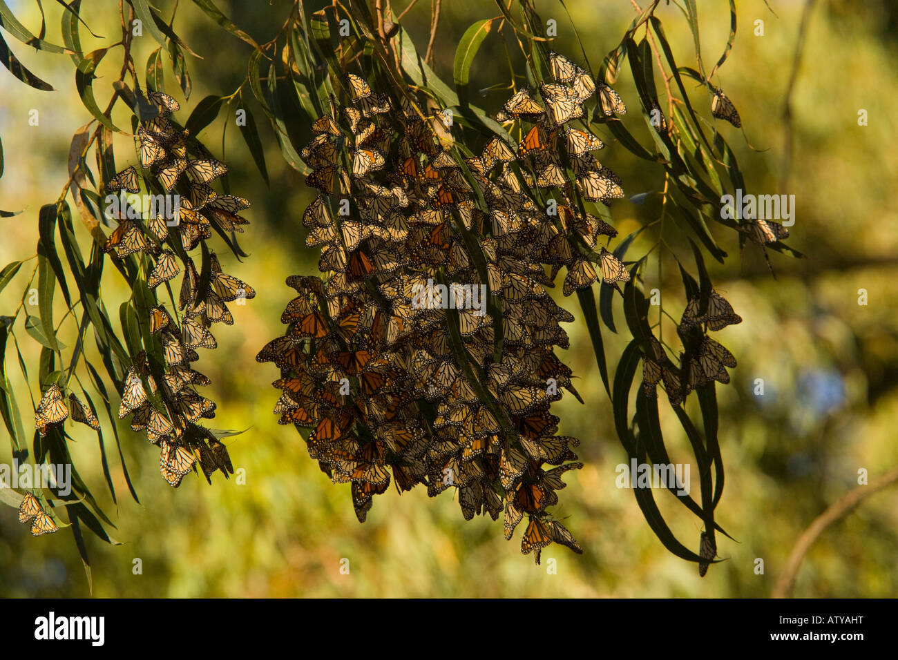Mass of Monarch butterflies Danaus plexippus overwintering in trees south California Stock Photo