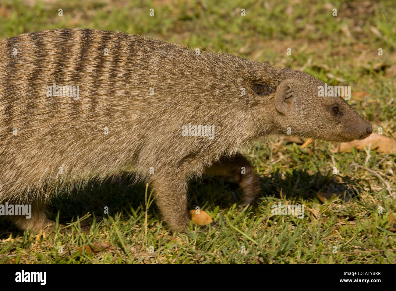 Page 2 Namibia Banded Mongoose High Resolution Stock Photography And Images Alamy Page 2 Namibia Banded Mongoose High Resolution Stock Photography And Images Alamy