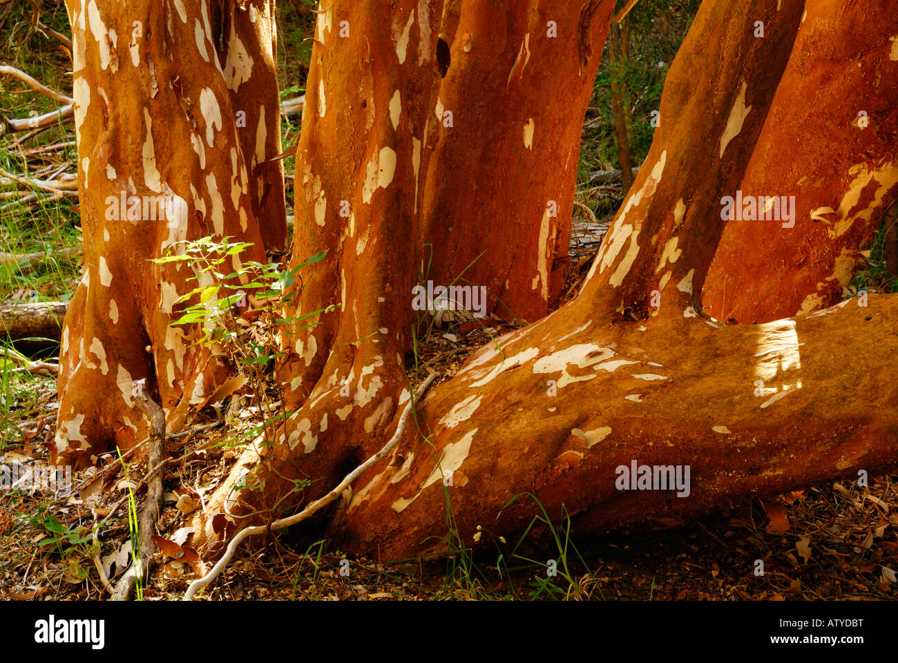 Parque nacional arrayanes hi-res stock photography and images - Alamy
