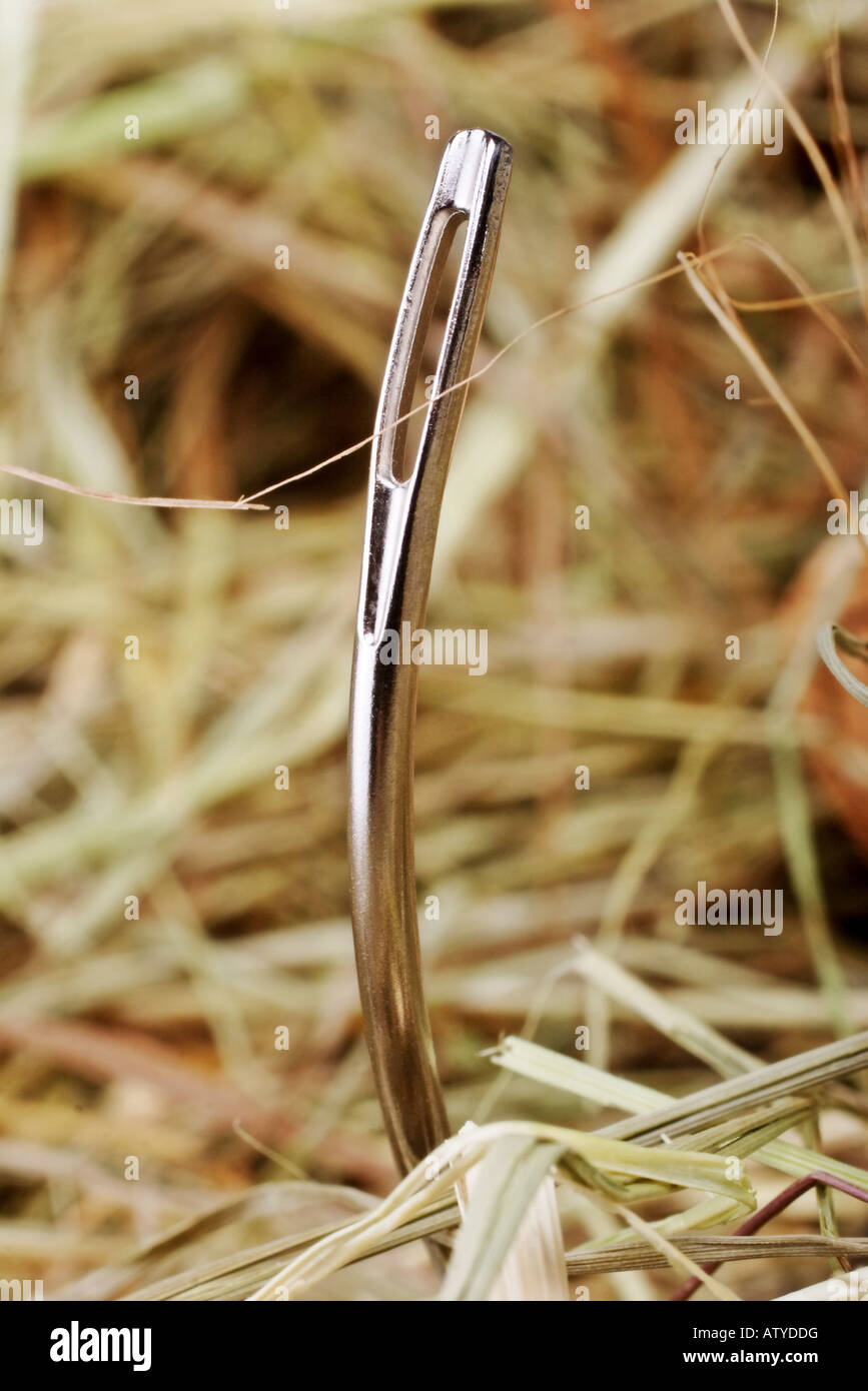 needle in a haystack Stock Photo Alamy