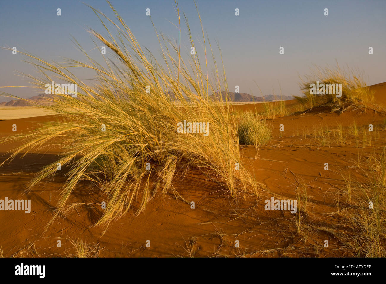 Bushman's grass, Stipagrostis sabulicola, in the Namib desert Stock Photo