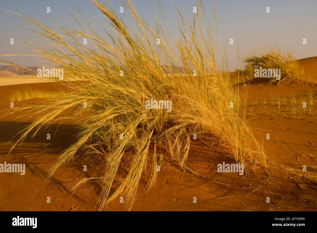 Bushman's grass, Stipagrostis sabulicola, in the Namib desert Stock Photo