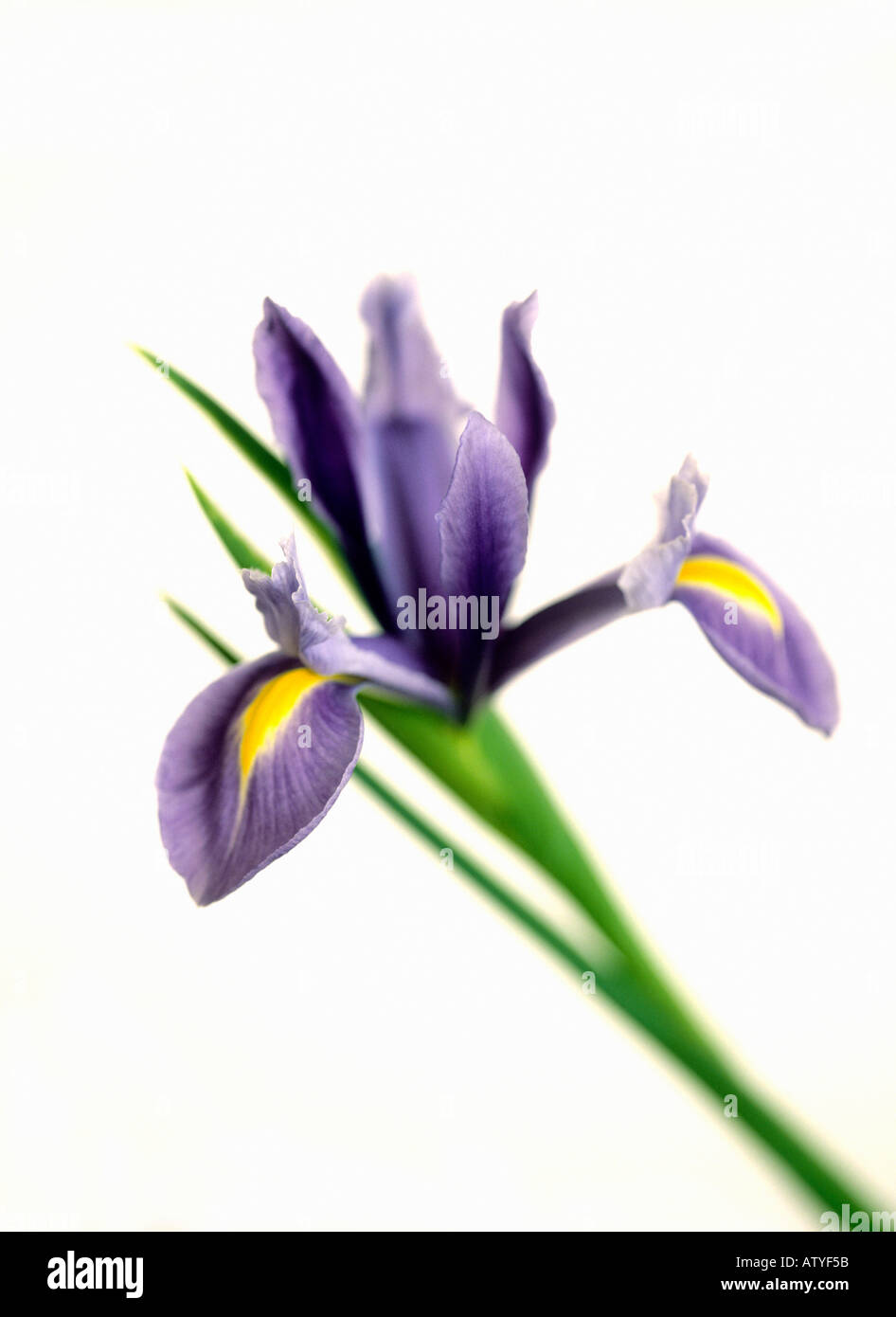 Blue Iris against a white background Stock Photo