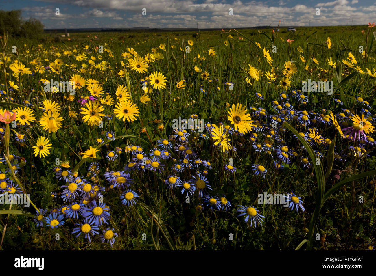 Mass of spring flowers including Ursinia and Felicia on Renosterveld, near Nieuwoudtville Cape South Africa Stock Photo