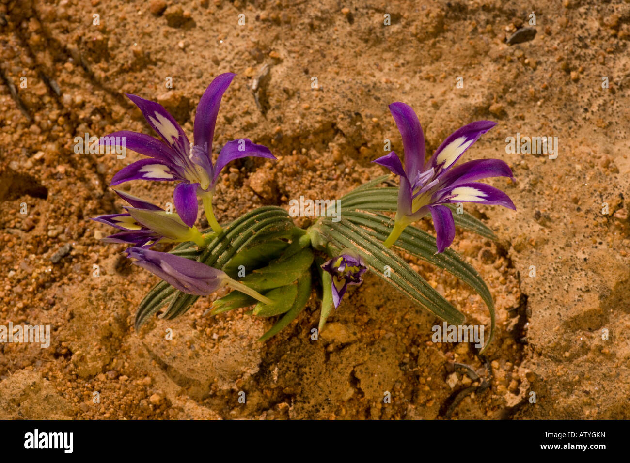 An Iris relative Babiana curviscapa in the Namaqua desert Northern Cape South Africa Stock Photo