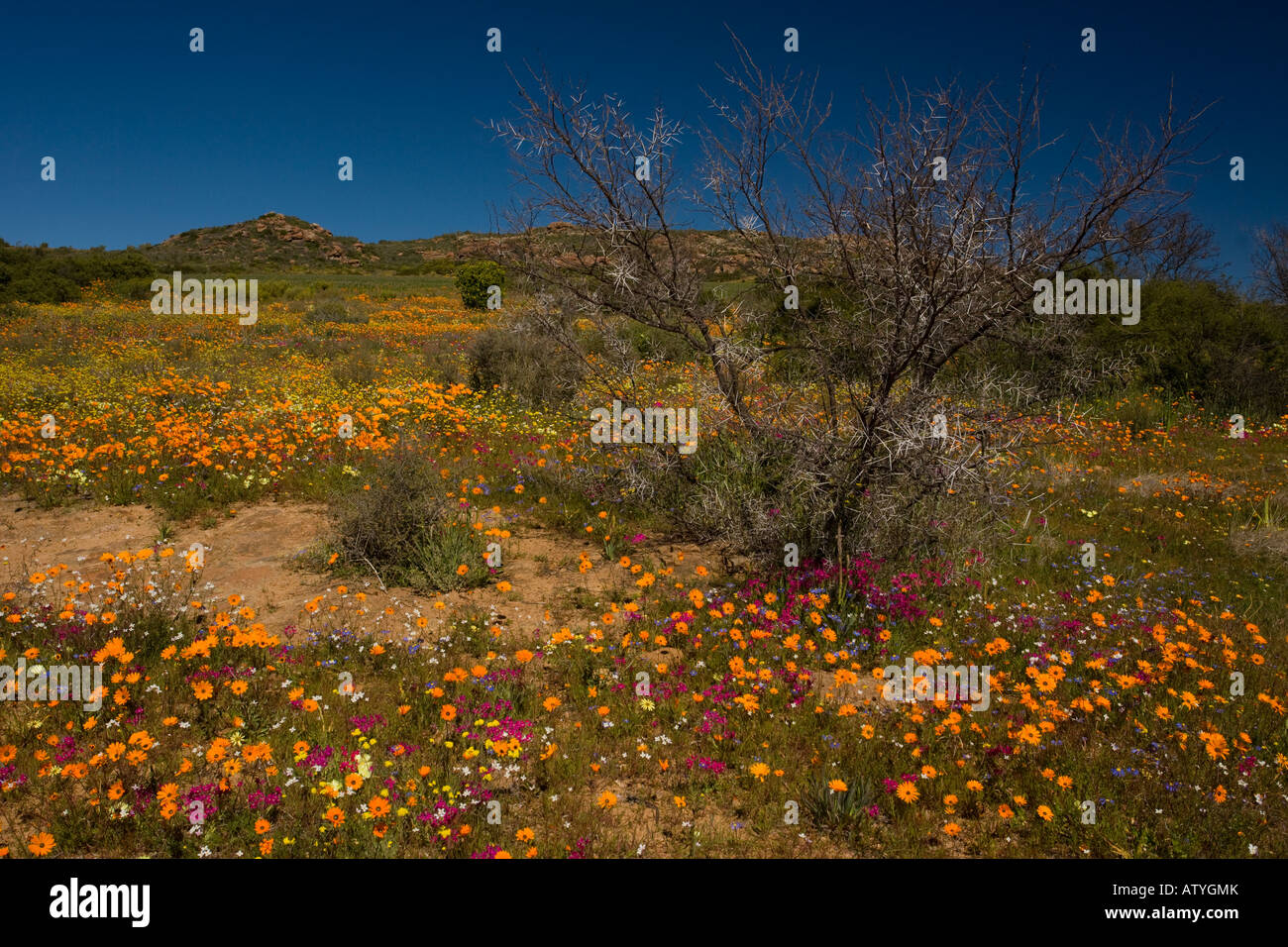 Fabulous spring flower display with Namaqua daisies Lapeyrousia etc in the Namaqua National Park Namaqualand, South Africa Stock Photo