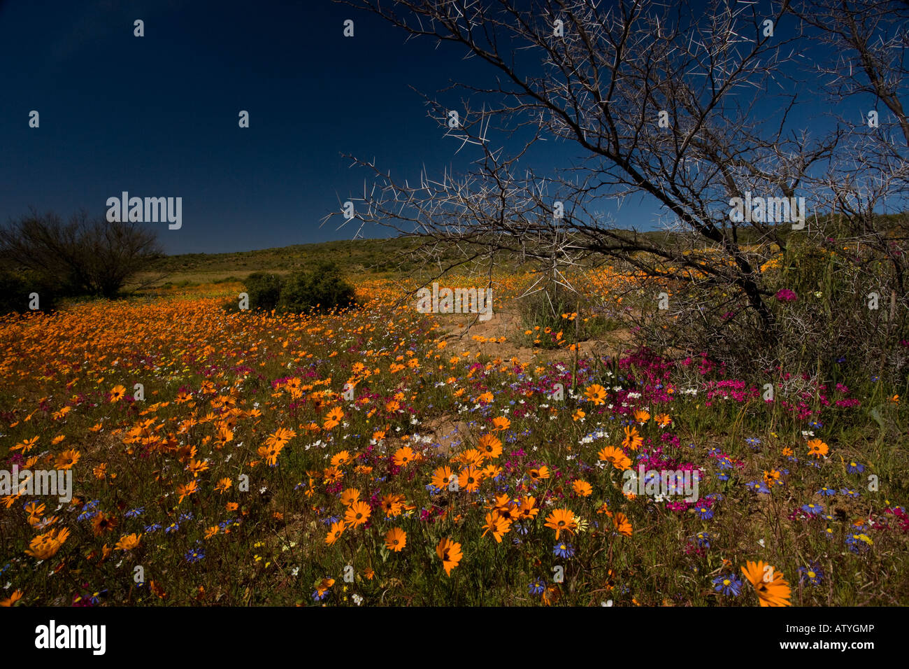 Fabulous spring flower display with Namaqua daisies Lapeyrousia etc in the Namaqua National Park Namaqualand South Africa Stock Photo