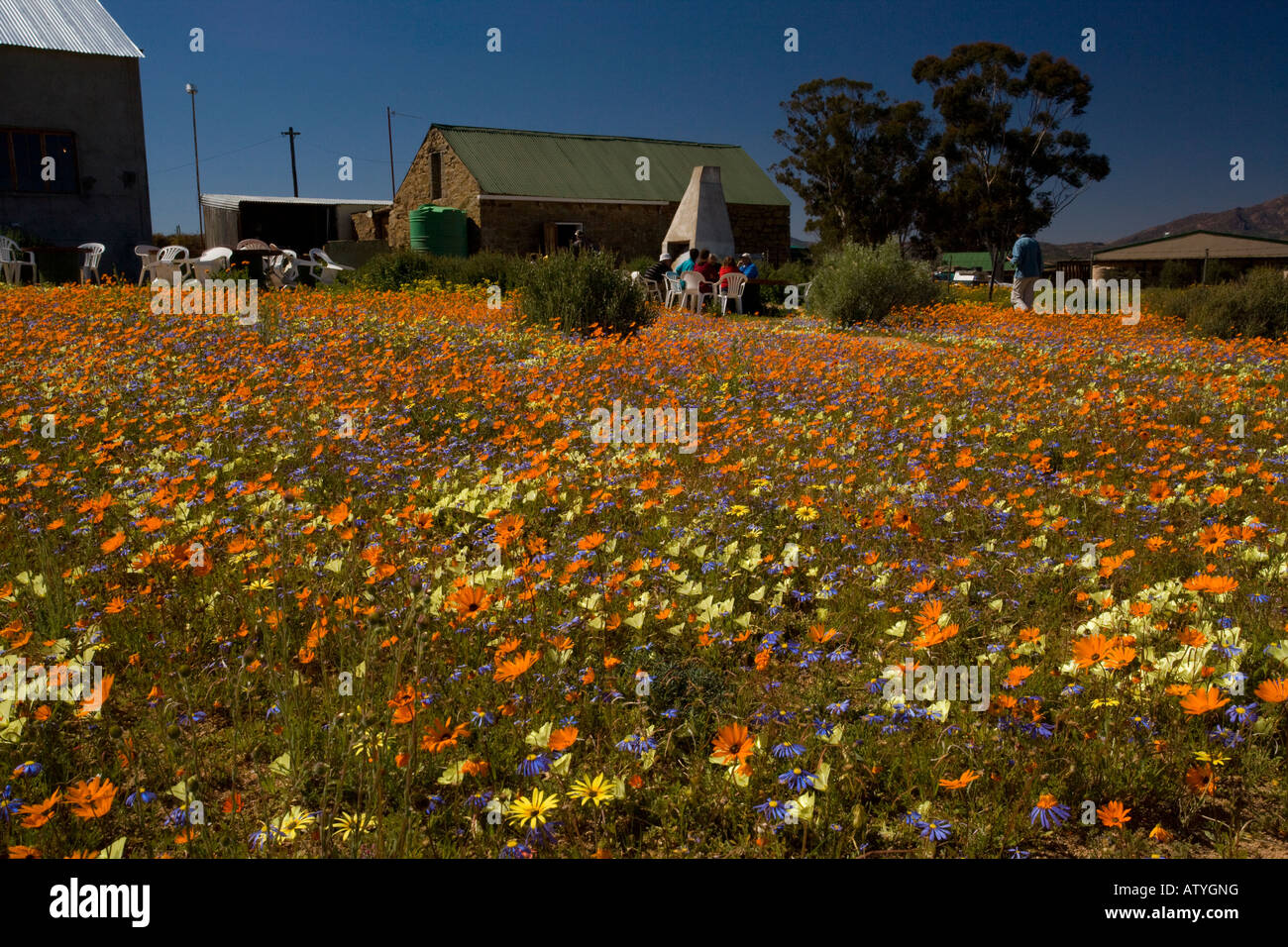 Fabulous spring flower display in the Namaqua National Park Namaqualand at Skilpad with Grielum Felicia daisies etc South Africa Stock Photo