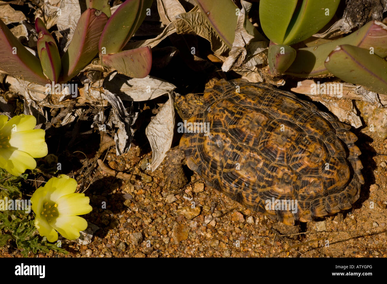 Nama Padloper Homopus bergeri a desert tortoise Namaqua desert with Grielum flowers Stock Photo