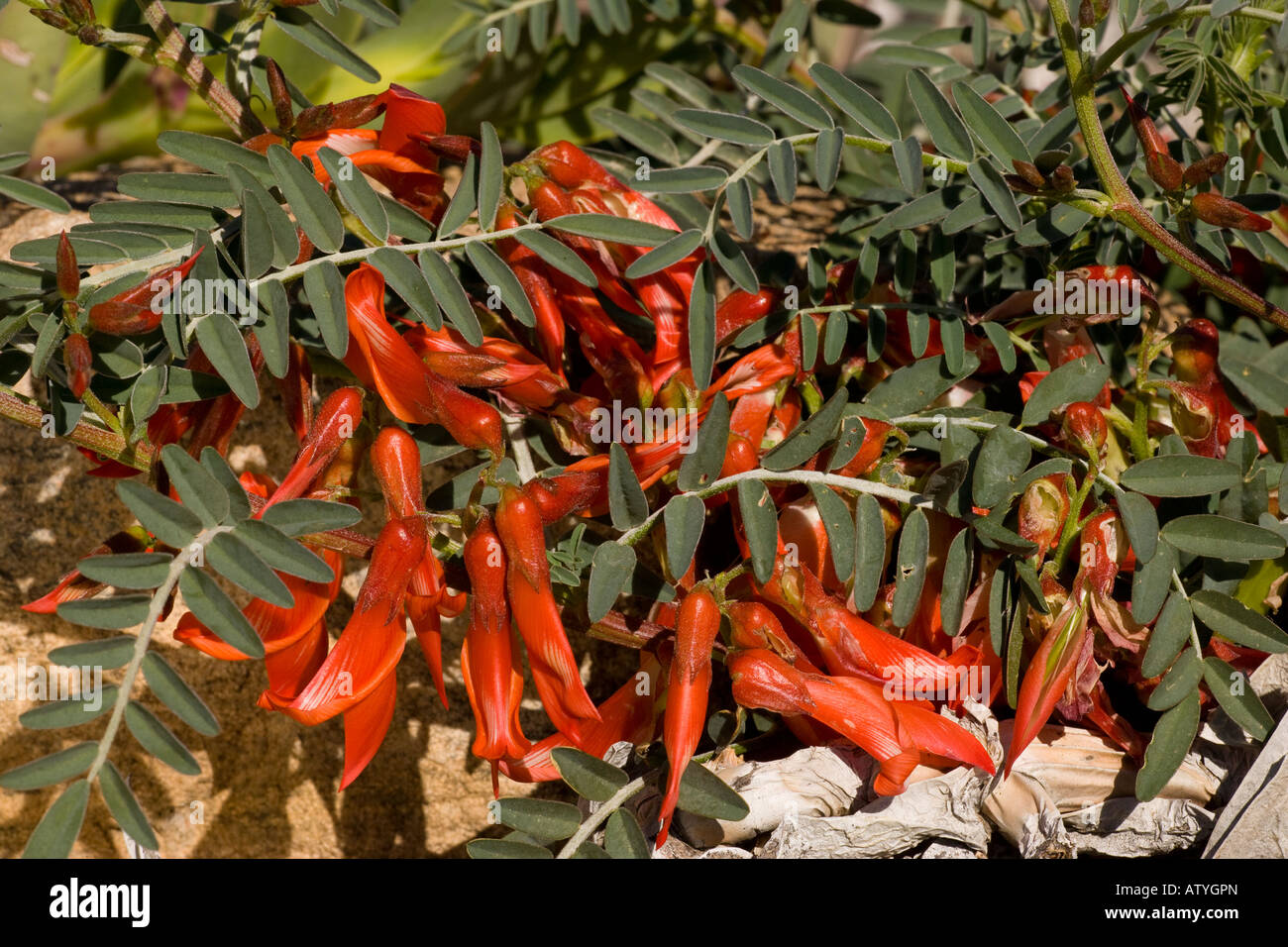 Sutherlandia fruticosa a shrubby legume with many medicinal properties South Africa Stock Photo