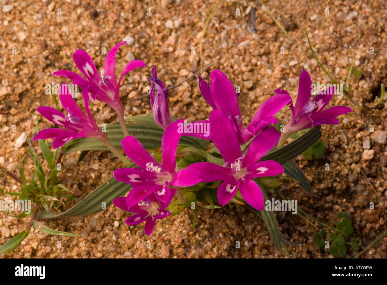 Babiana curviscapa in its pink Cerise form; Iris relative Namaqualand Northern Cape South Africa Stock Photo