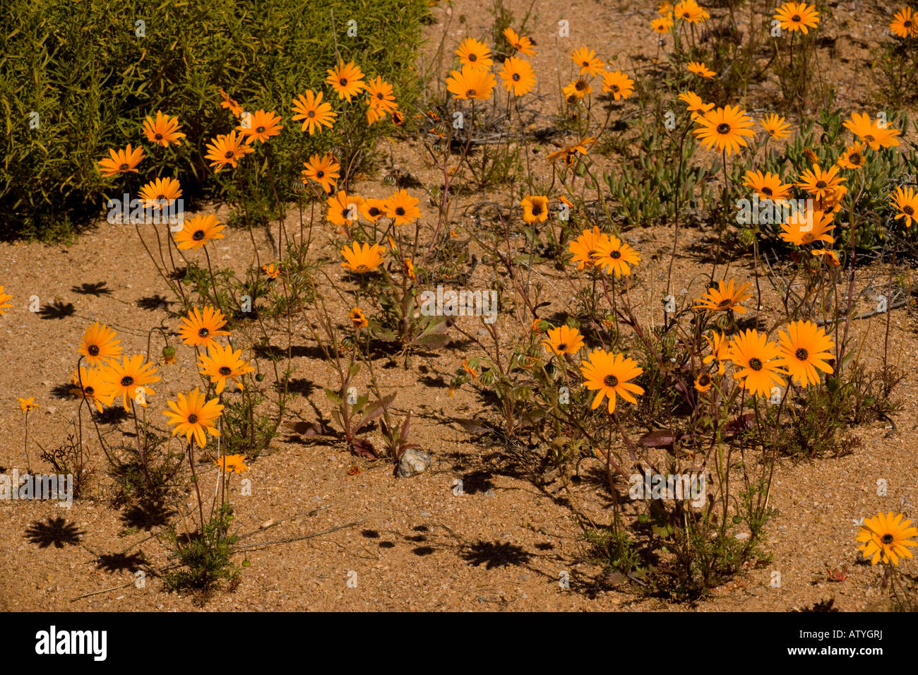 Namaqua daisy Dimorphotheca sinuata Namaqualand Stock Photo