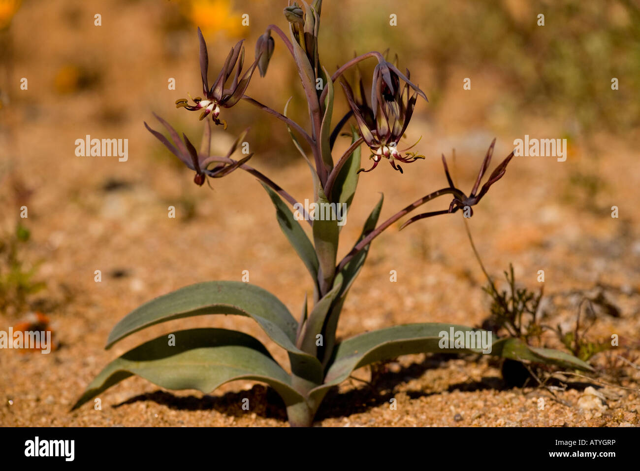 Snake lily or desert lily Ornithoglossum vulgare Namaqualand South Africa Stock Photo