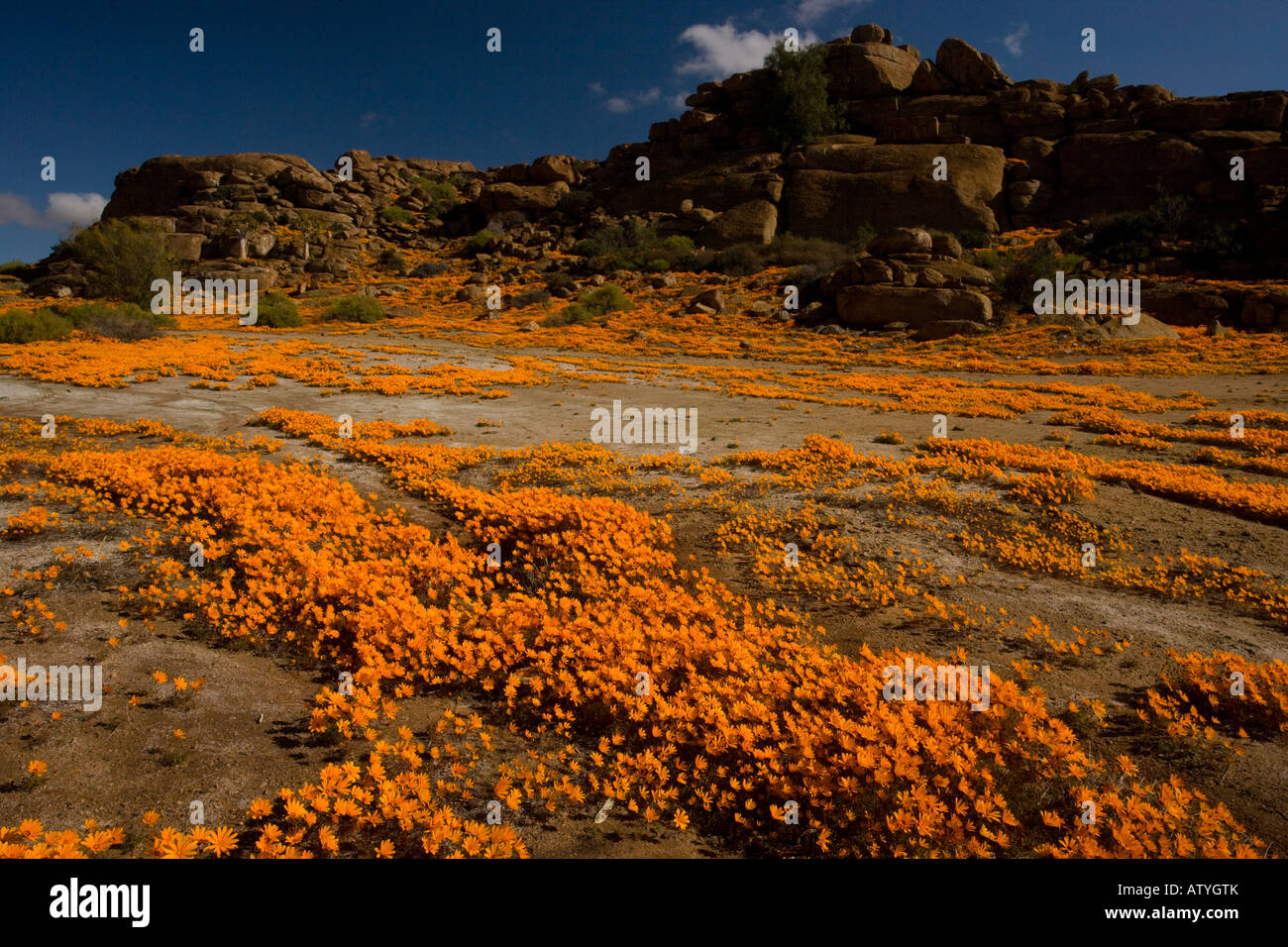 A spectacular orange daisy en masse (Ursinia cakilefolia) around Nababeep in Namaqualand, North Cape, South Africa Stock Photo