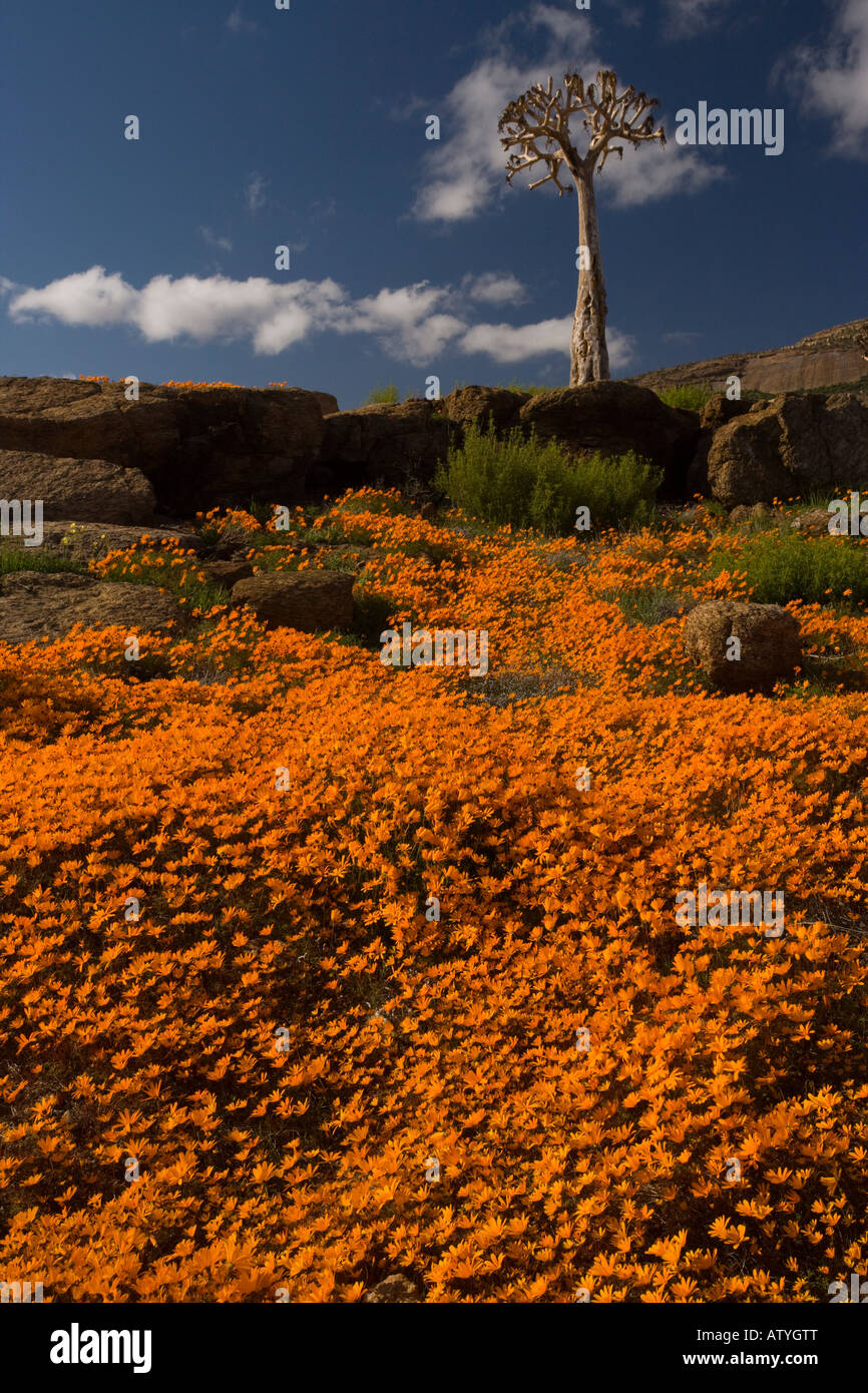 A spectacular orange daisy en masse Ursinia cakilefolia around Nababeep in Namaqualand North Cape South Africa Stock Photo