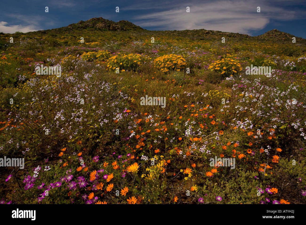 Fabulous display of spring flowers in Namaqualand Arctotis Mesembs Didelta etc near Garies South Africa Stock Photo