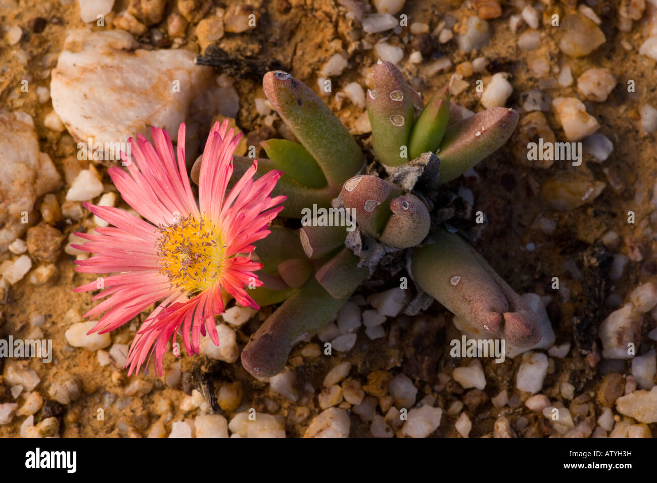 An endemic dwarf mesemb Argyroderma sp growing on dry quartzite soil in Namaqualand South Africa Stock Photo