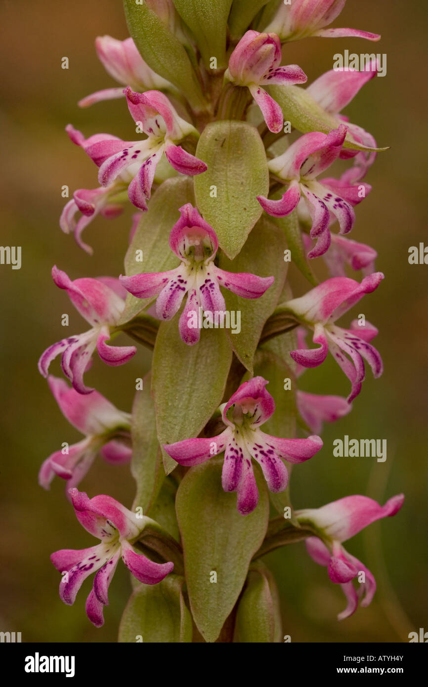 A South African orchid Satyrium erectum Stock Photo