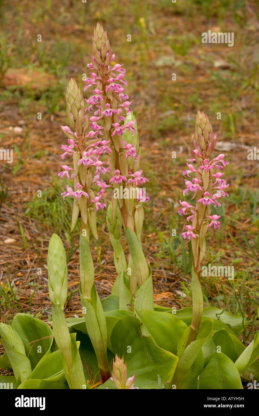 A South African orchid Satyrium erectum Stock Photo