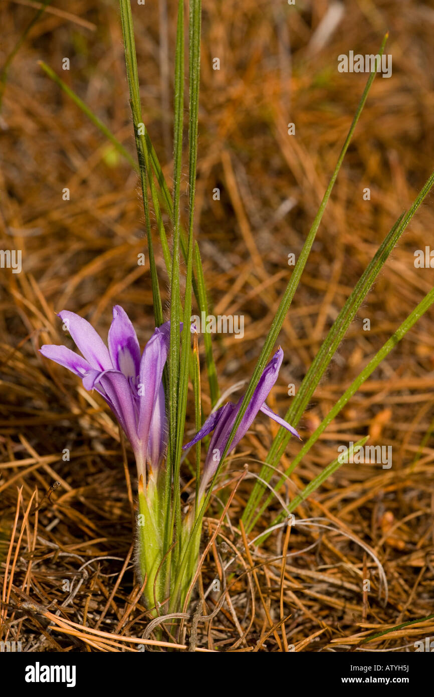 A bulbous Iris relative (Babiana sambucina) close-up, South Africa Stock Photo