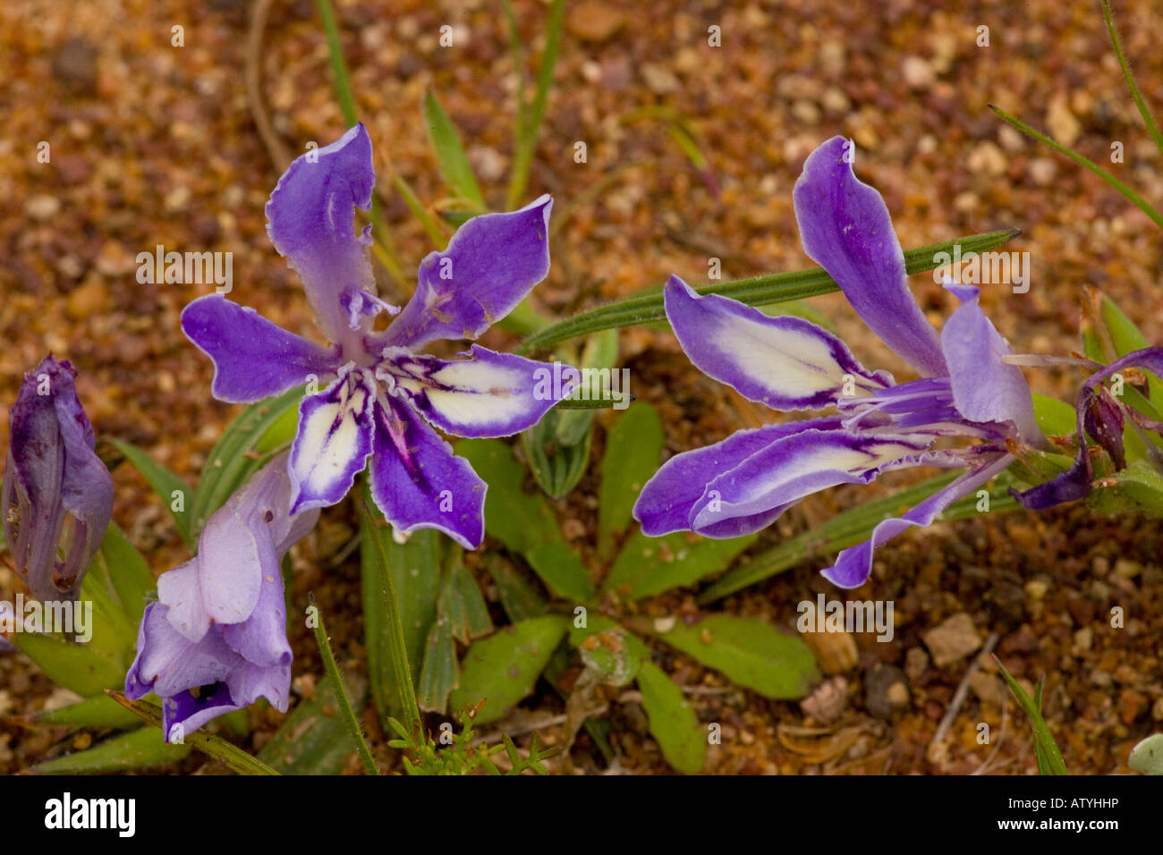 Iris relative Babiana ambiguua on renosterveld West Cape South Africa Stock Photo