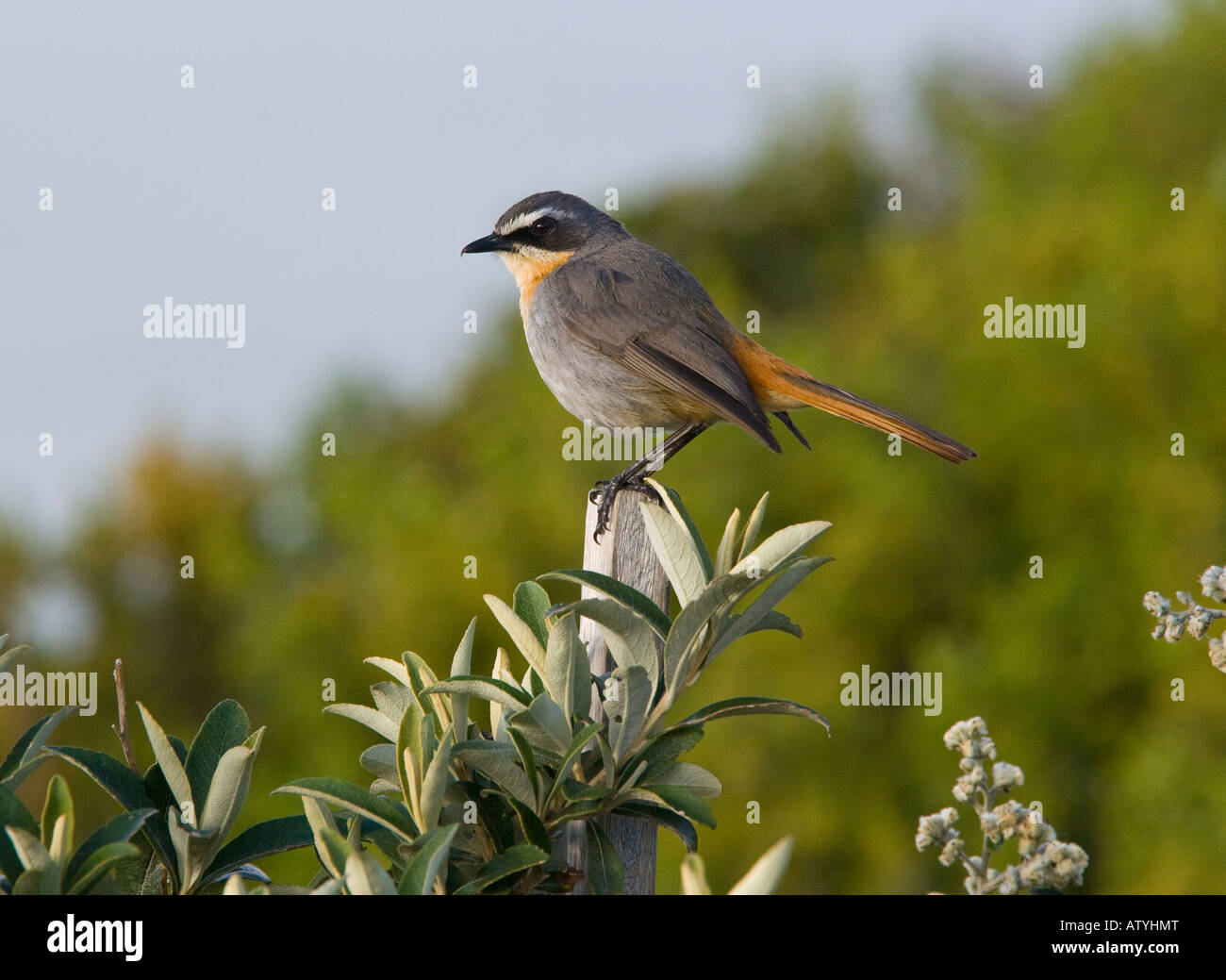 Cape robin hi-res stock photography and images - Alamy