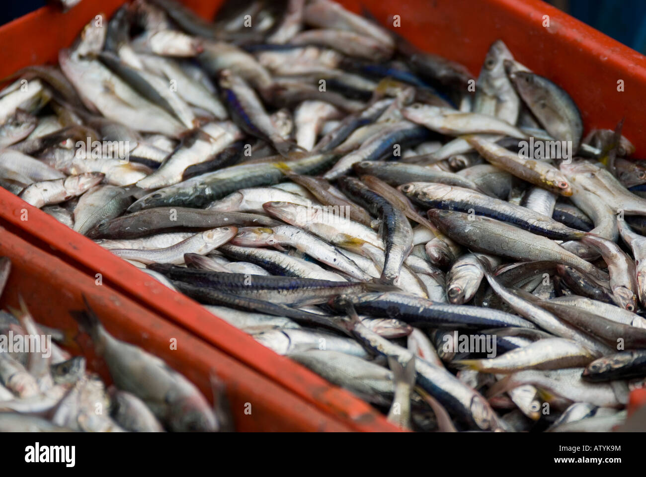 Peruvian anchoveta Engraulis ringens Anchovy family Engraulidae Stock